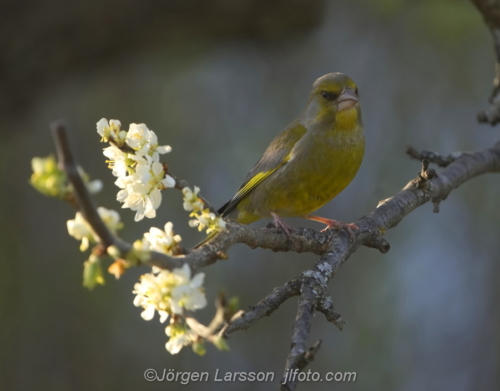 Greenfinch  Grönfink  Stockholm Sweden