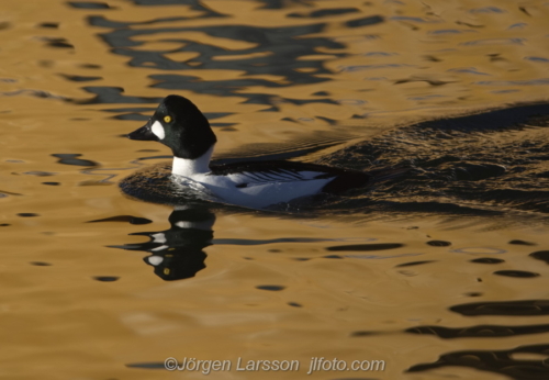 Knipa  Golden eye Bird Småland Sweden