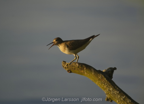 Common sandpiper Drillsnäppa   Nävelsö Småland Sweden