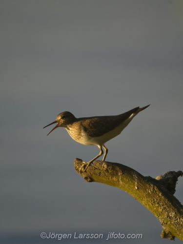 Common sandpiper Drillsnäppa   Nävelsö Småland Sweden