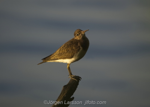 Common sandpiper Drillsnäppa   Nävelsö Småland Sweden