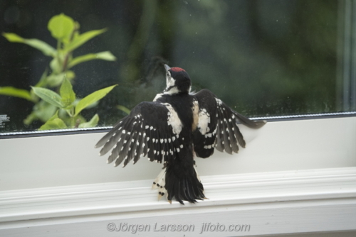 Större Hackspett  ung woodpecker  youngStockholm Sweden