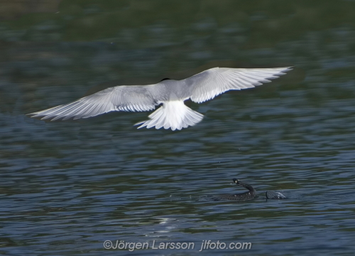 Silvertärna Arctic tern  bird fåglar Småland Sweden