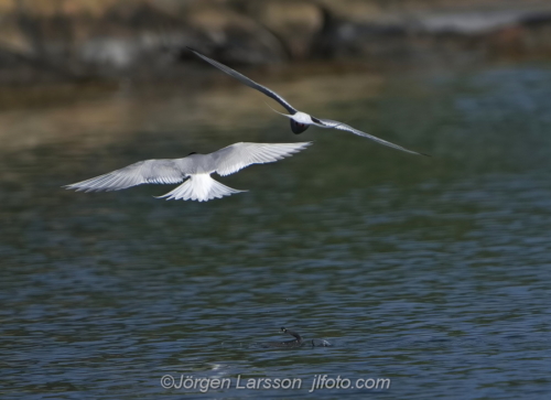 Silvertärna Arctic tern  bird fåglar Småland Sweden