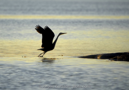 Häger Grey Heron  Småland Sweden