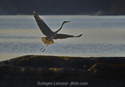 Häger Grey Heron  Småland Sweden