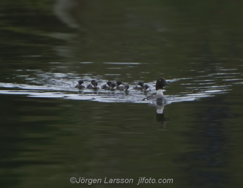 Knipa  Golden eye Bird Småland Sweden