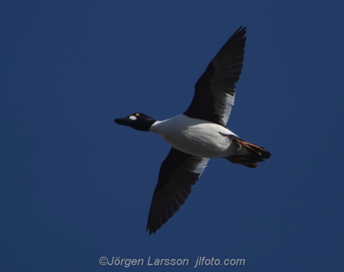 Knipa  Golden eye Bird Småland Sweden