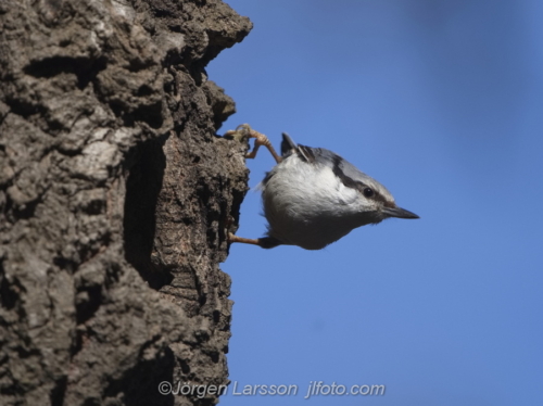 Nötväcka Nuthatch  Bird Fåglar Stockholm Sweden