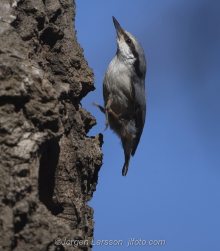 Nötväcka Nuthatch  Bird Fåglar Stockholm Sweden