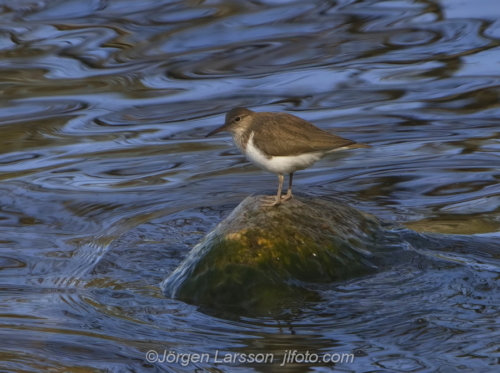 Common sandpiper Drillsnäppa   Nävelsö Småland Sweden