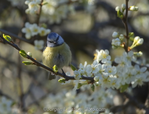 Blåmes  Blue Tit  Sweden