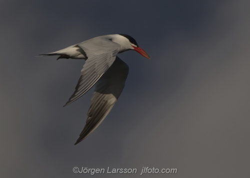 Skräntärna  Caspian tern  bird fåglar  Småland Sweden