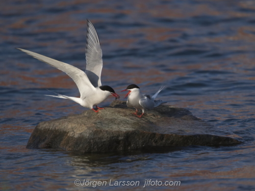 Silvertärna Arctic tern  bird fåglar Småland Sweden