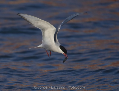 Silvertärna Arctic tern  bird fåglar Småland Sweden