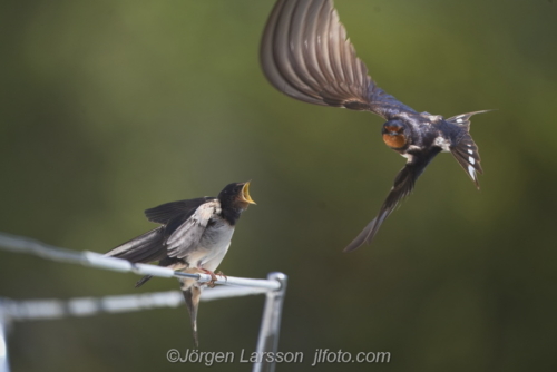 Ladusvala Barn swallow Bird Fåglar Småland Sweden