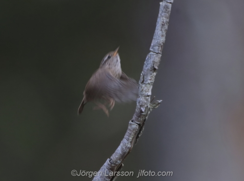 Wren  Gärdsmyg