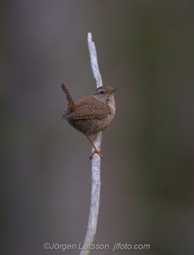 Wren  Gärdsmyg