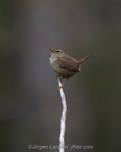 Wren  Gärdsmyg