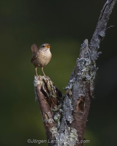 Wren  Gärdsmyg