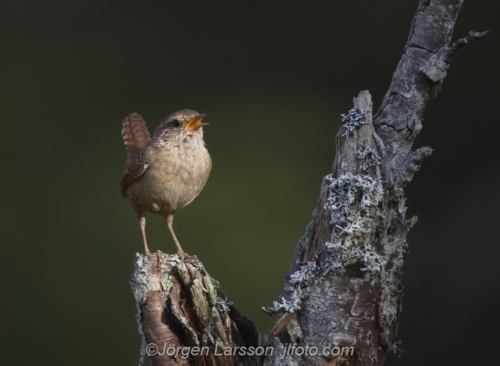 Wren  Gärdsmyg