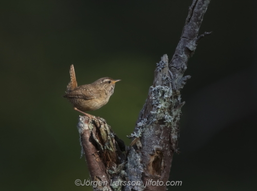 Wren  Gärdsmyg