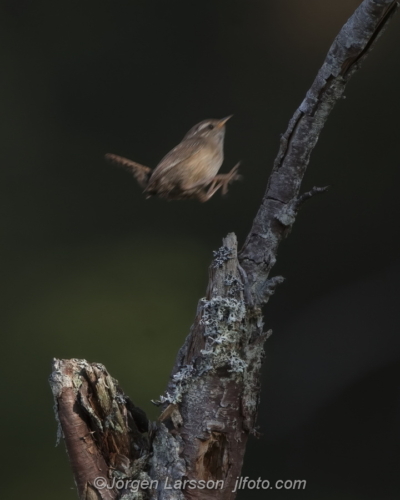 Wren  Gärdsmyg