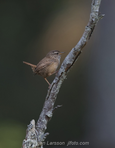 Wren  Gärdsmyg