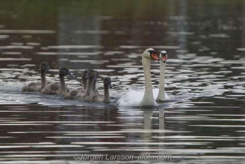 Knölsvan med ungar  Mute Swan with chicks Småland Sweden