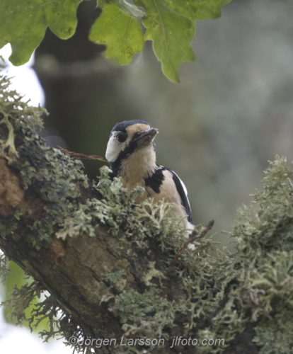 Större Hackspett woodpecker  Stockholm Sweden