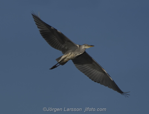 Häger Grey Heron  Småland Sweden