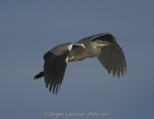 Häger Grey Heron  Småland Sweden