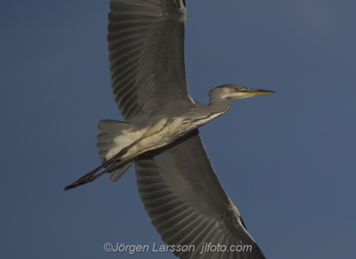 Häger Grey Heron  Småland Sweden