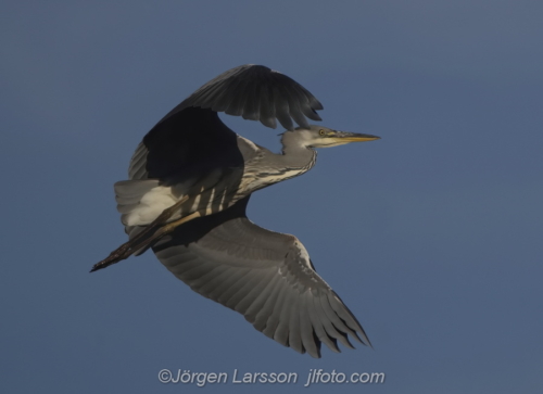 Häger Grey Heron  Småland Sweden