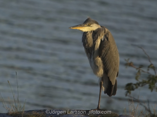 Häger Grey Heron  Småland Sweden