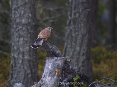 Tornfalk Common Kestrel  Hälsingland Sweden