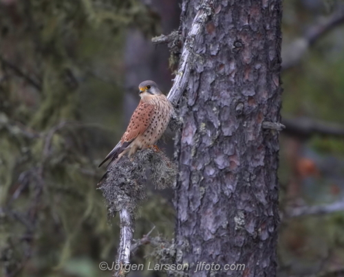 Tornfalk Common Kestrel  Hälsingland Sweden