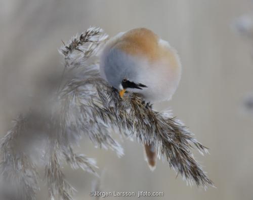 Bearded Reedling Panurus biarmicus  Stockholm Sweden birds