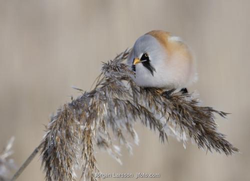 Bearded Reedling Panurus biarmicus  Stockholm Sweden birds