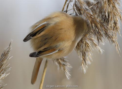 Bearded Reedling Panurus biarmicus  Stockholm Sweden birds