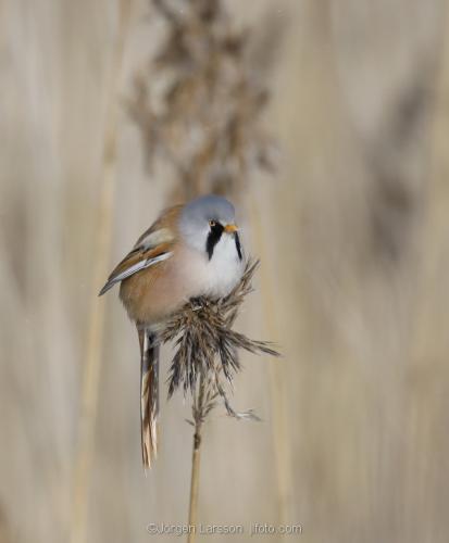 Skäggmes Panurus biarmicus  Tyresö Stockholm Sverige