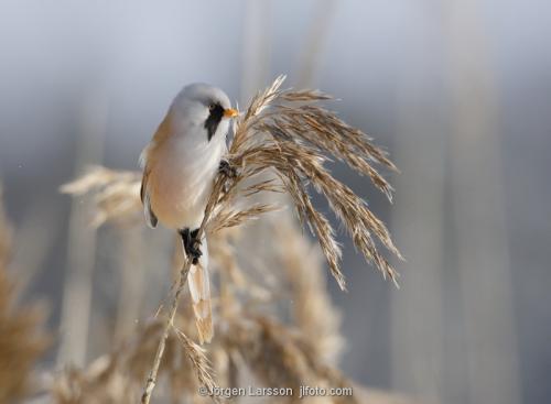 Bearded Reedling Panurus biarmicus  Stockholm Sweden birds