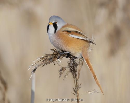 Bearded Reedling Panurus biarmicus  Stockholm Sweden birds