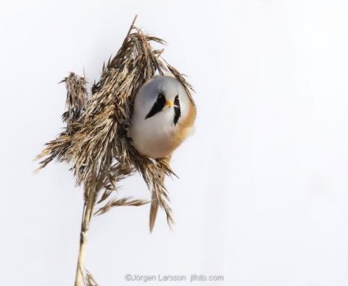 Bearded Reedling Panurus biarmicus  Stockholm Sweden birds