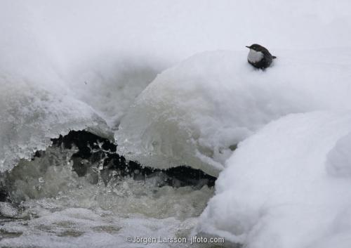 white-throated dipper  Cinclus cinclus Stockholm Sweden