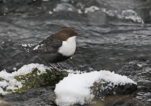 white-throated dipper  Cinclus cinclus Stockholm Sweden