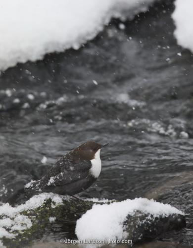 white-throated dipper  Cinclus cinclus Stockholm Sweden