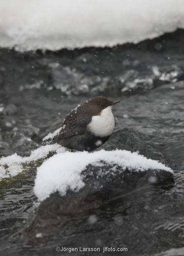 white-throated dipper  Cinclus cinclus Stockholm Sweden