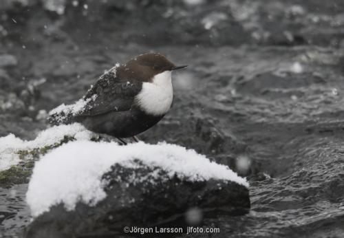 white-throated dipper  Cinclus cinclus Stockholm Sweden