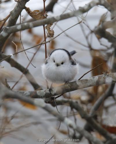 Stjärtmes Aegithalos caudatus Stockholm Sverige  fåglar  mesar 